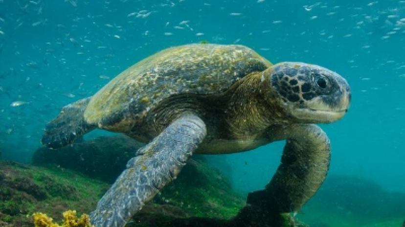 7 Days Galapagos Express Adventure 3