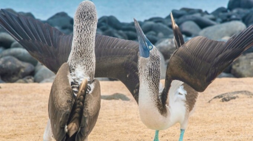 7 Days Galapagos Express Adventure 4