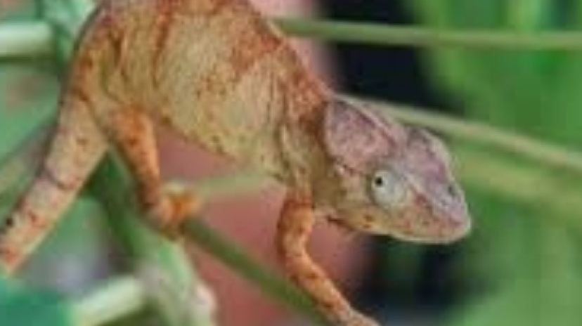 Madagascar Discovery 10Days/09Nights 2