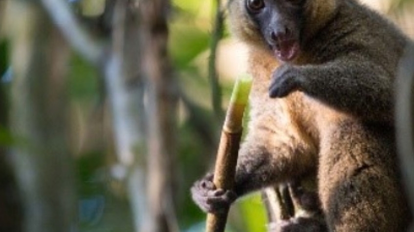 Madagascar Discovery 10Days/09Nights 3