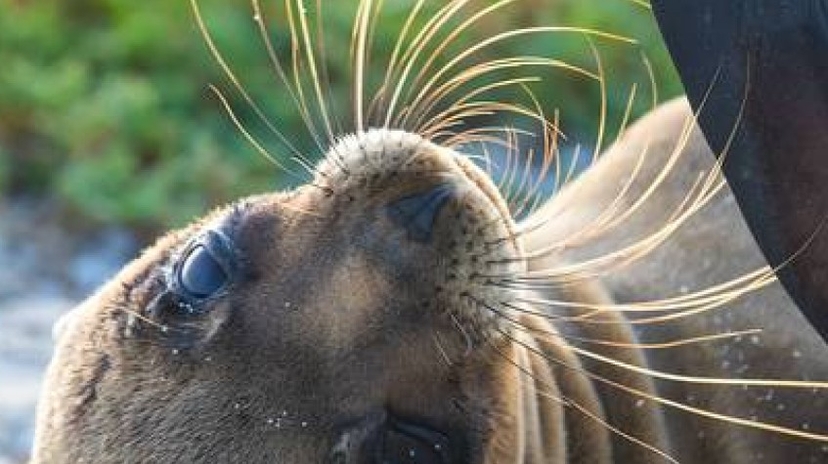 Galapagos Big Five 9 Days Tour 3