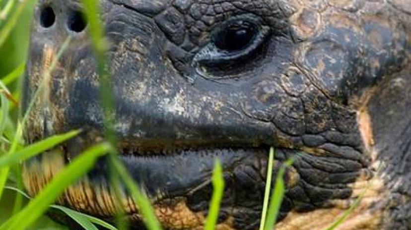 Galapagos Big Five 9 Days Tour 4