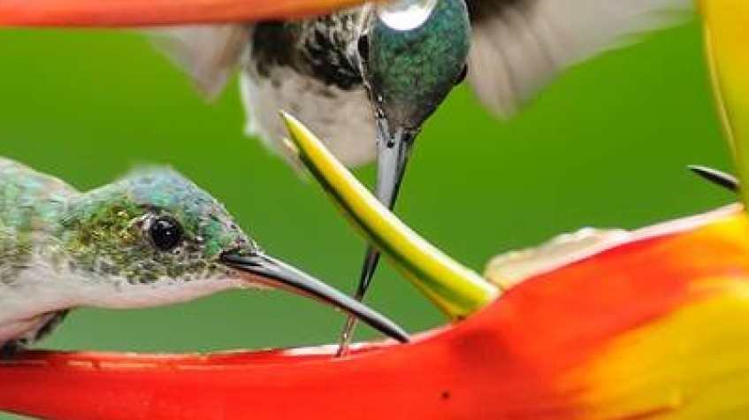 Ecuador Big Five 18 Days Tour 1