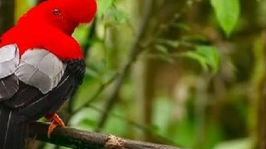 Ecuador Cloud Forest 5 Days Hiking Tour 1