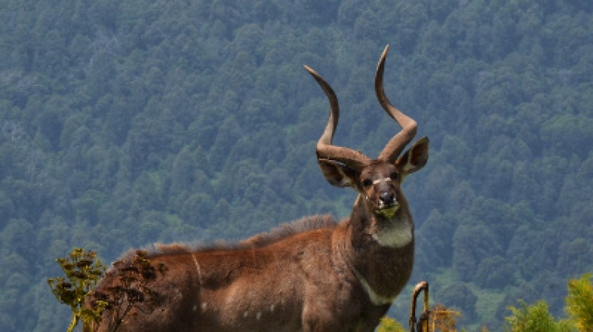 3 Days Bale Mountains Wildlife Safari 1