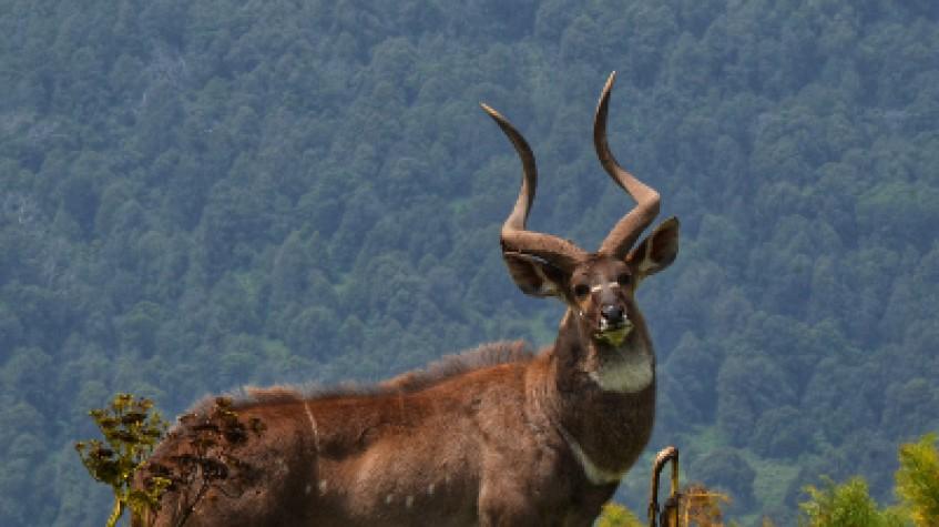 3 Days Bale Mountains Wildlife Safari 3 Days Bale Mountains Wildlife Safari