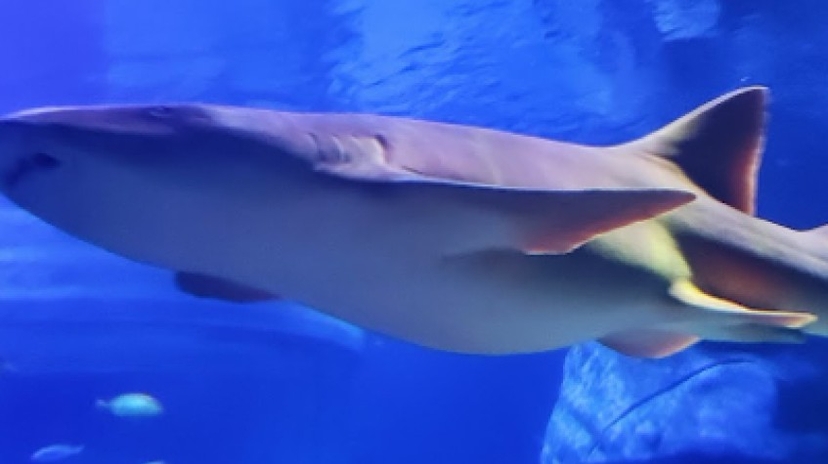Entry Ticket Sea Life Istanbul 4