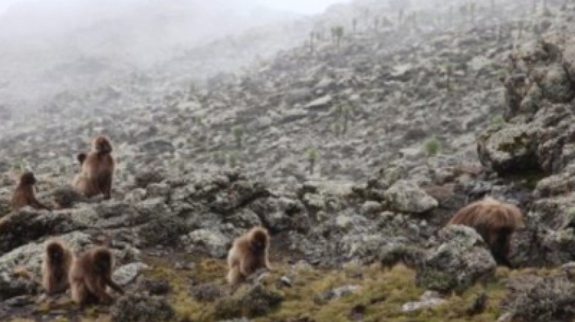 Simien Mountains 4 Days Tour Worqamba Ethiopian Holiday 4
