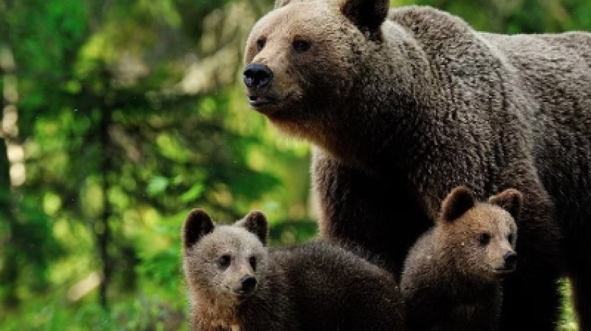 2 Days Bear Safari in Kuusamo & Oulanka Rapids 1