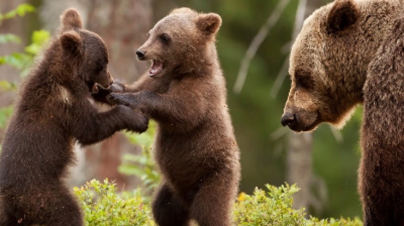 2 Days Bear Safari in Kuusamo & Oulanka Rapids 3