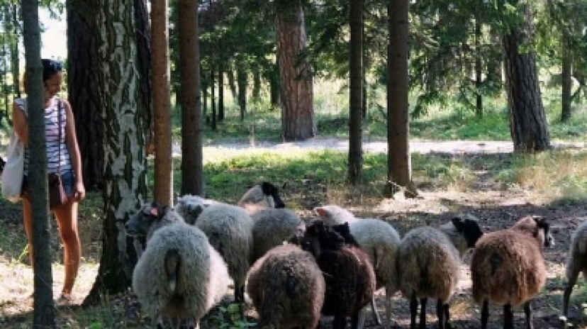 Mustasaari Island Day Trip: a Scenic Escape from Helsinki 4