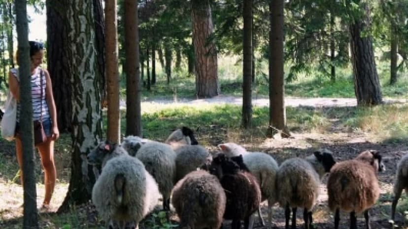 Mustasaari Island Day Trip: a Scenic Escape from Helsinki 4