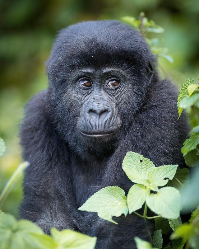 4-Day Gorilla Trekking and Kibale Chimpanzee Tour 1