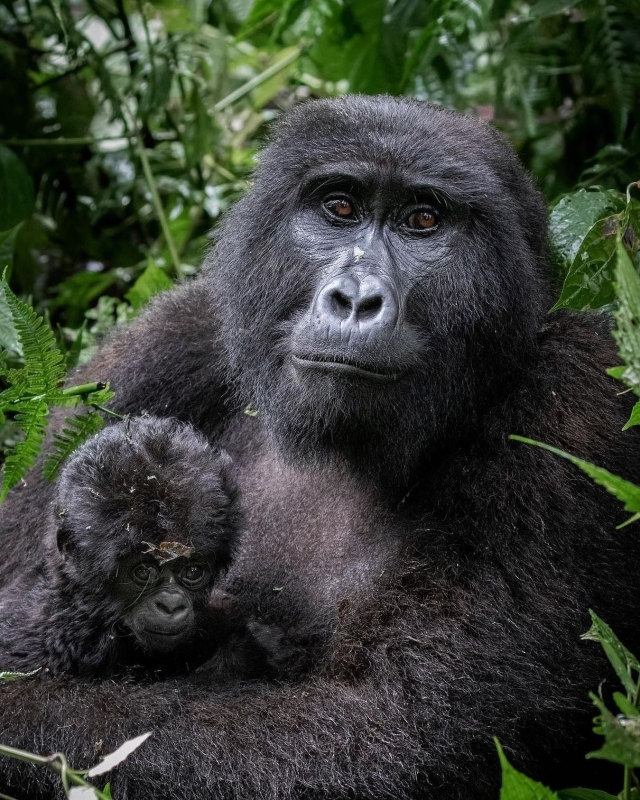 4-Day Gorilla Trekking and Kibale Chimpanzee Tour 2