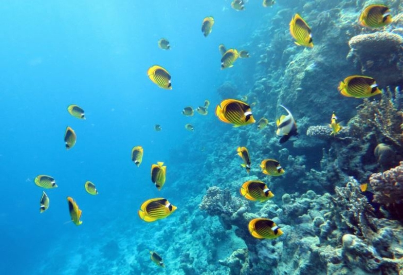 Egypt: 3-Hour Sharm El Sheikh Submarine Tour 2