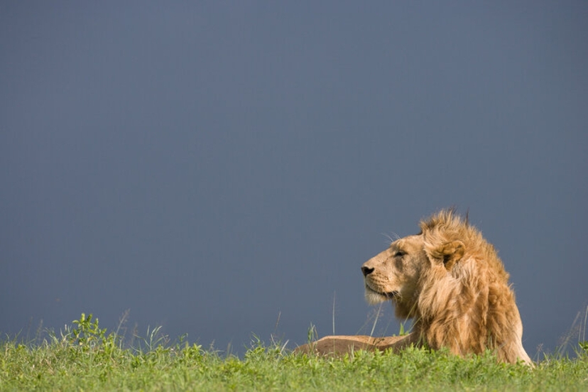 7 Days Best of Tanzania Safari 4