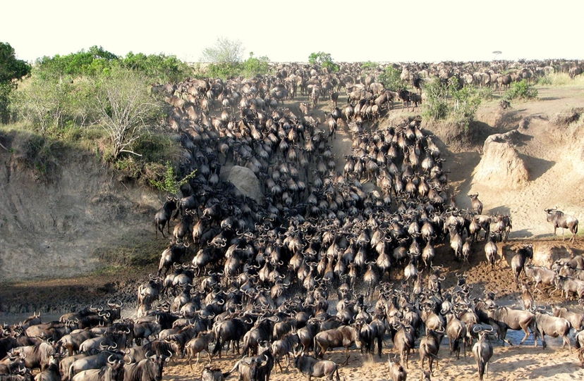 Iconic Kenya Safari: Explore Amboseli, Nakuru & Masai Mara in 5 Days 4