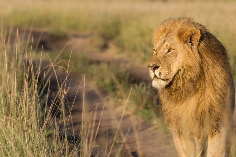 Explore Kenya’s Wild Beauty: 3-Day Amboseli & Tsavo West Safari in a 4x4 Jeep 2