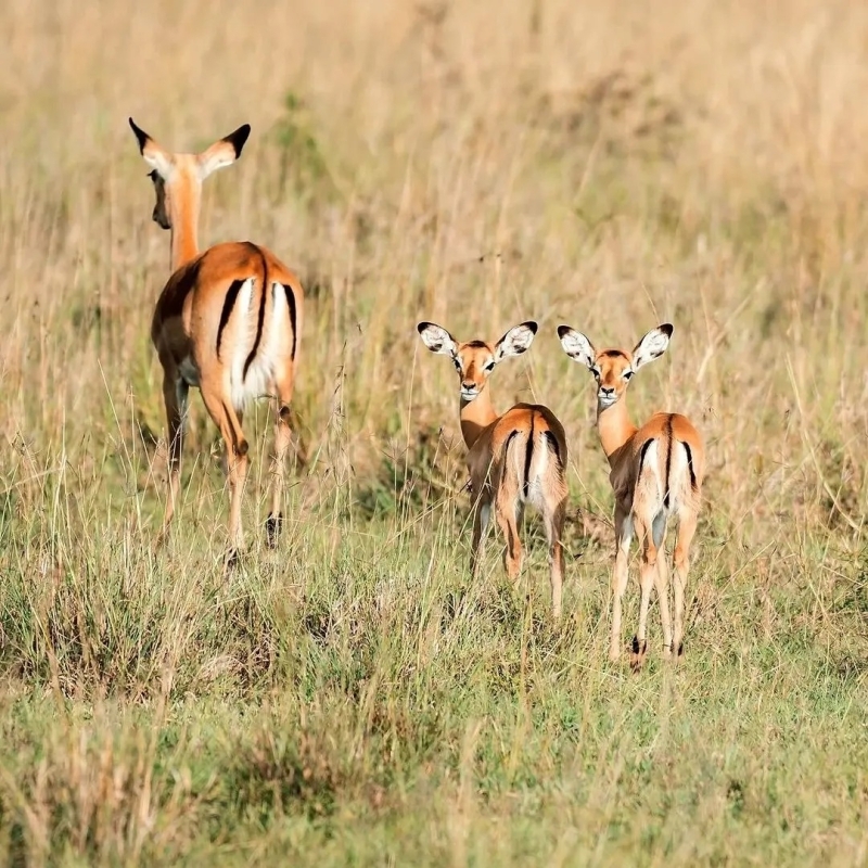 Explore Kenya’s Wild Beauty: 3-Day Amboseli & Tsavo West Safari in a 4x4 Jeep 3