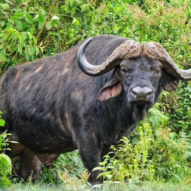 Wild Kenya: Ol Pejeta, Lake Nakuru & Masai Mara in 6 Days 1