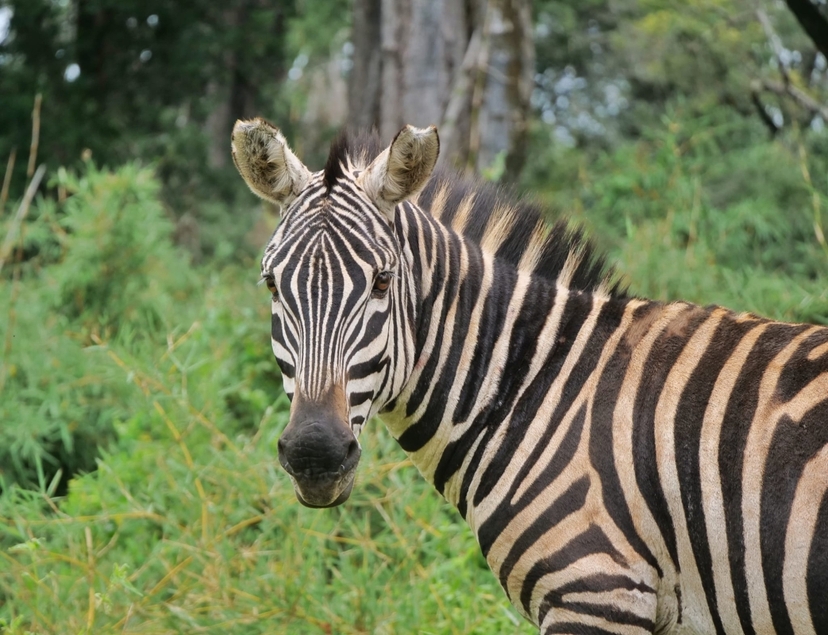 Wild Kenya: Ol Pejeta, Lake Nakuru & Masai Mara in 6 Days 2