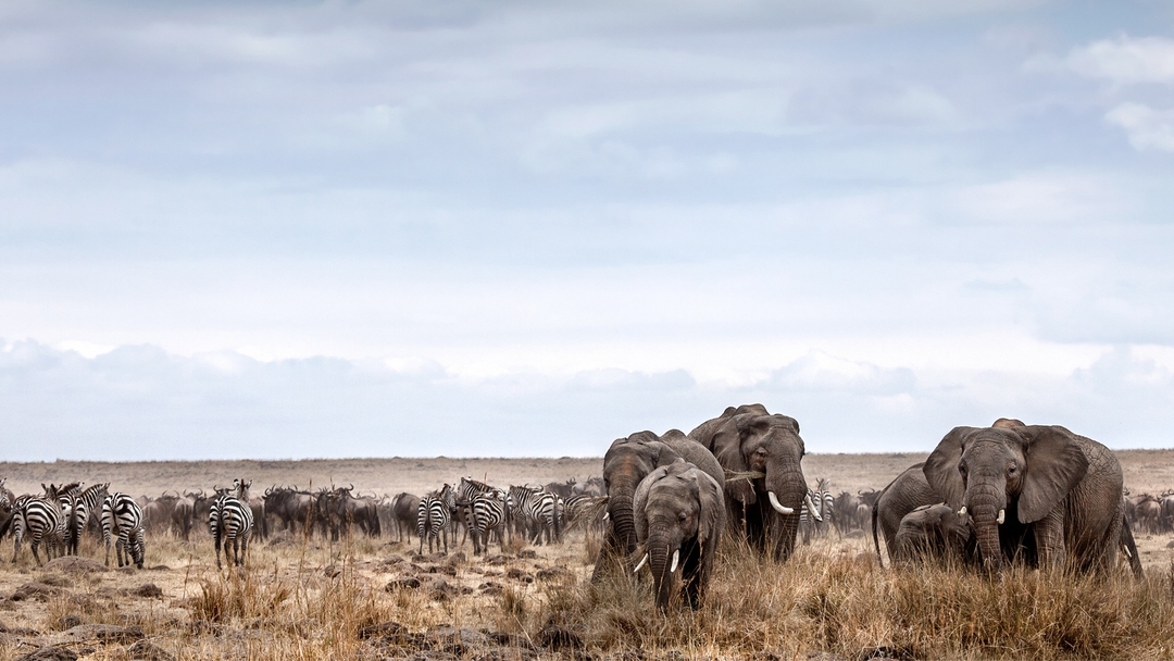 Masai Mara: Wildebeest Great Migration 4-Day Safari- Mid-range Accommodation 6