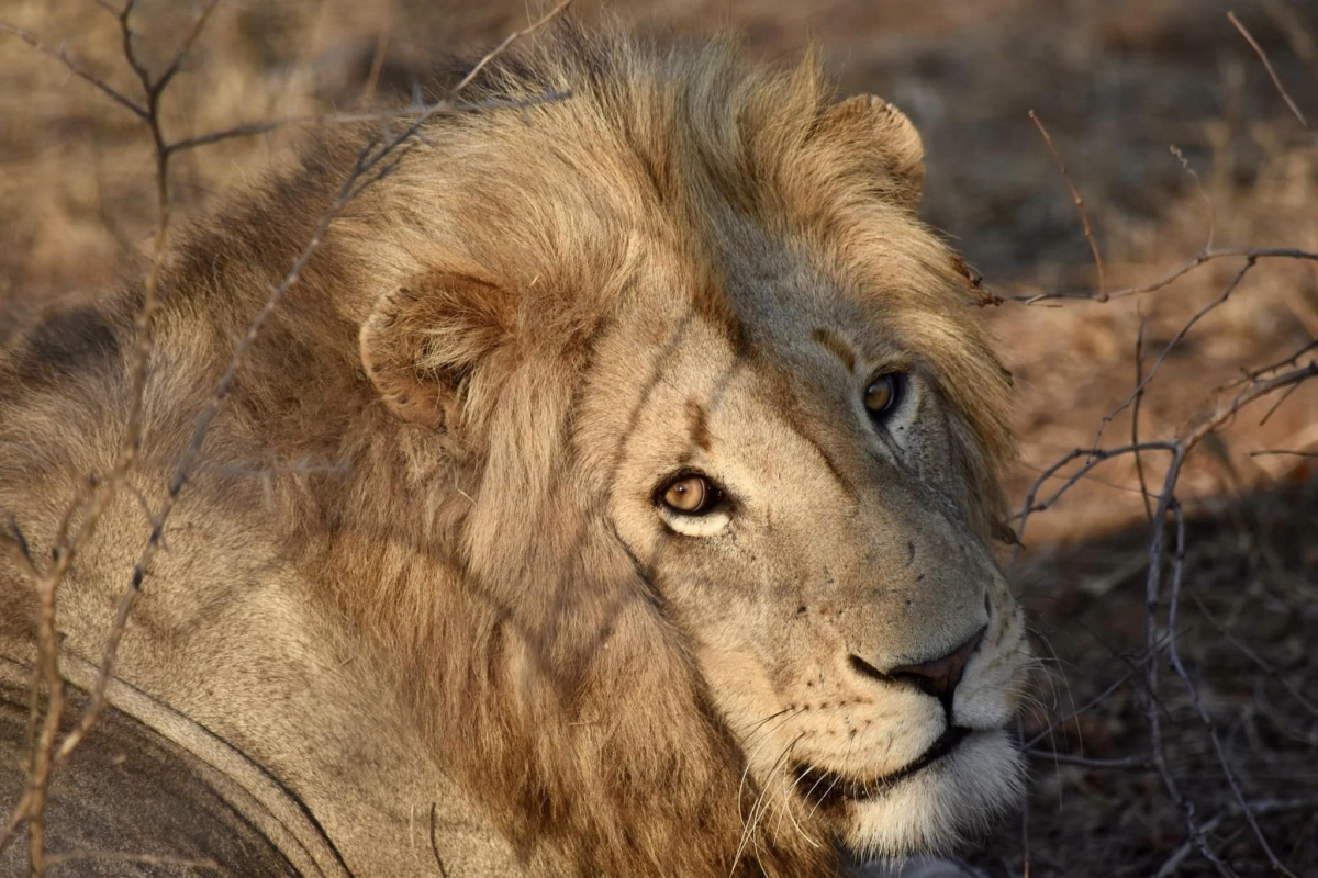 Quick Getaway: 2 Days of Big Five Action at Ol Pejeta 1
