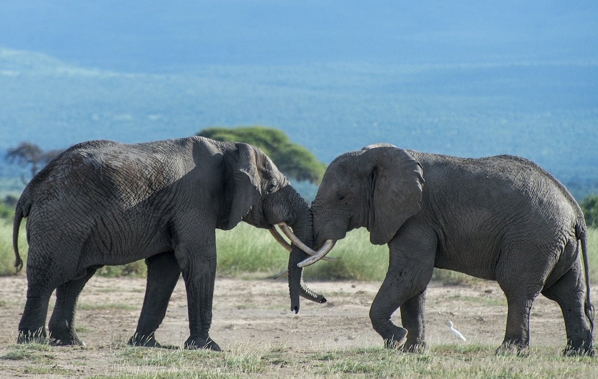 Experience Kenya from North to South 1