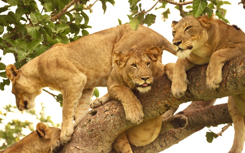 Tanzania’s breathtaking wilderness in 6-days 3