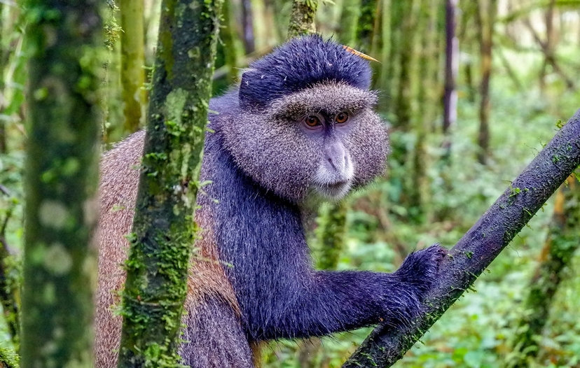Rwanda 4 Day Gorilla Trekking Tour 4