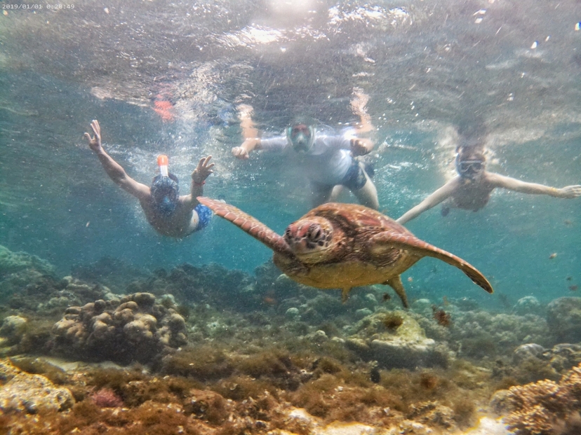 Apo Island Sea turtle encounter tour 2