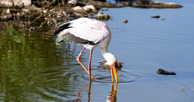 Exclusive 5-Day Safari from Nairobi: Aberdare, Nakuru & the Wild Masai Mara 2