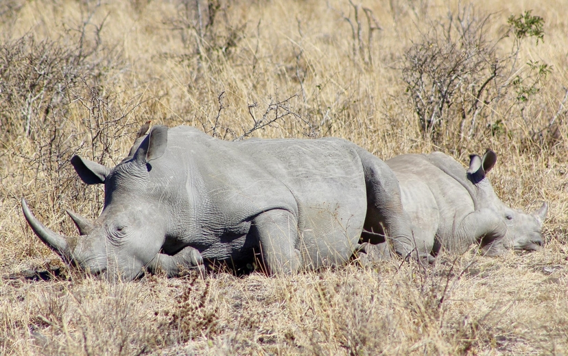 Exclusive 5-Day Safari from Nairobi: Aberdare, Nakuru & the Wild Masai Mara 4