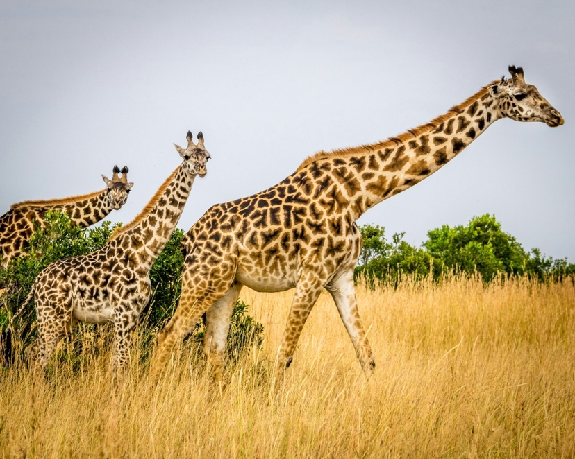 6 Day Uganda Primate Safari and Wildlife Tour 2