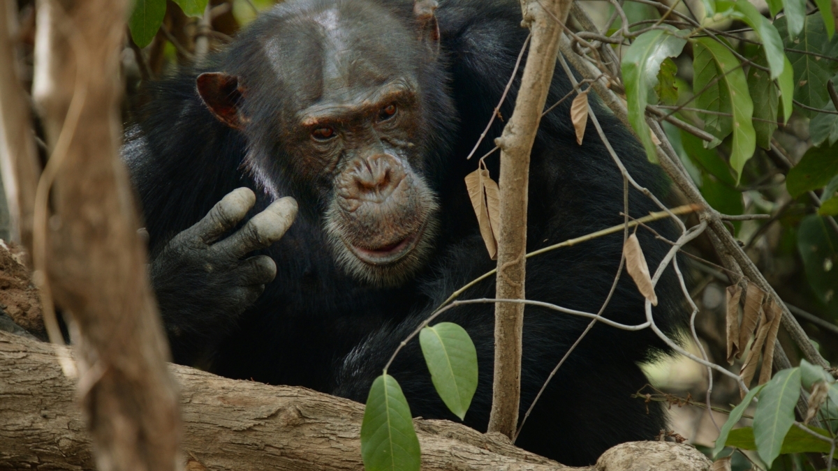 6 Day Uganda Primate Safari and Wildlife Tour 1