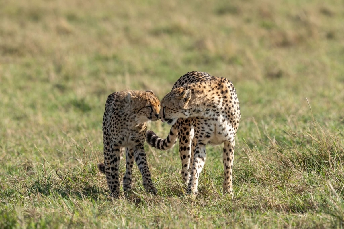 Kenya Classic Safari 1