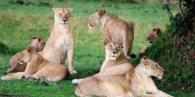Kenya Classic Safari 3