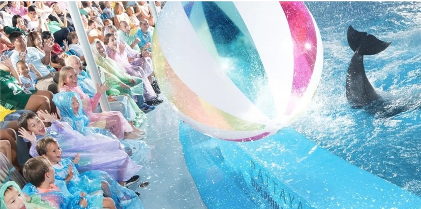 Regular Ticket to Dolphin Show in Pattaya (Only Ticket) 4