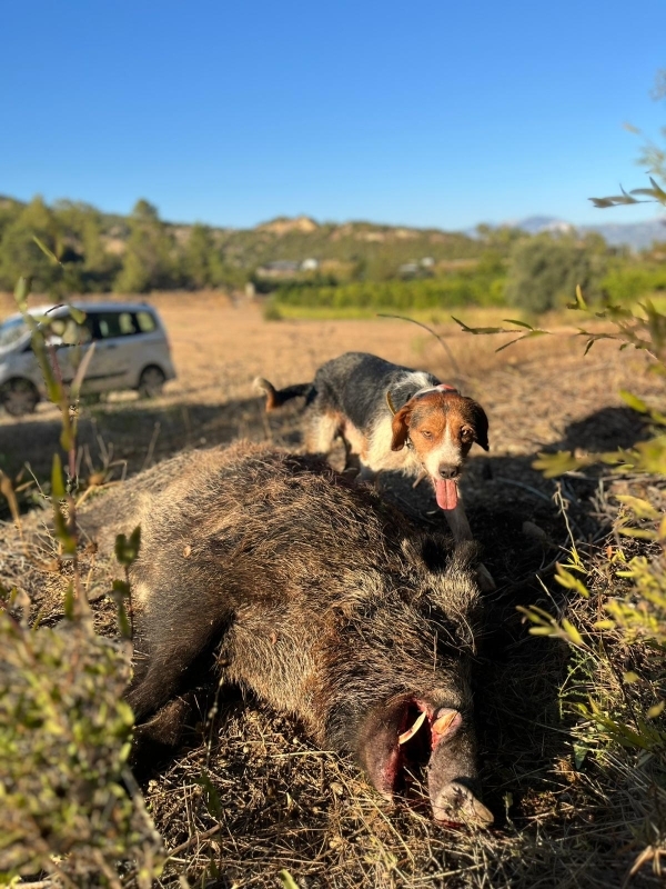 Driven Hunt and Night Hunt in Antalya 6 Day 4