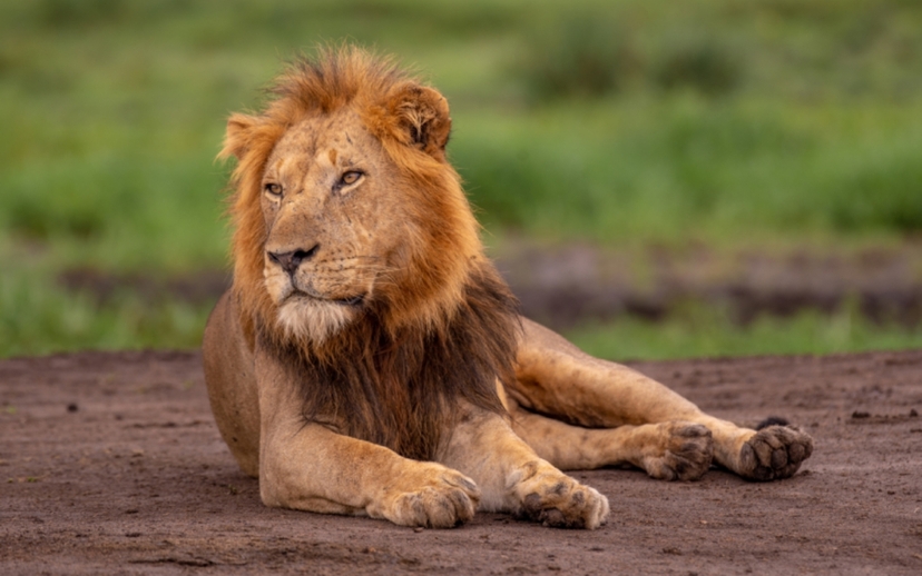 9 Days Big Five Gorilla Trekking & Chimpanzee Trekking Wildlife Safari to Uganda 2