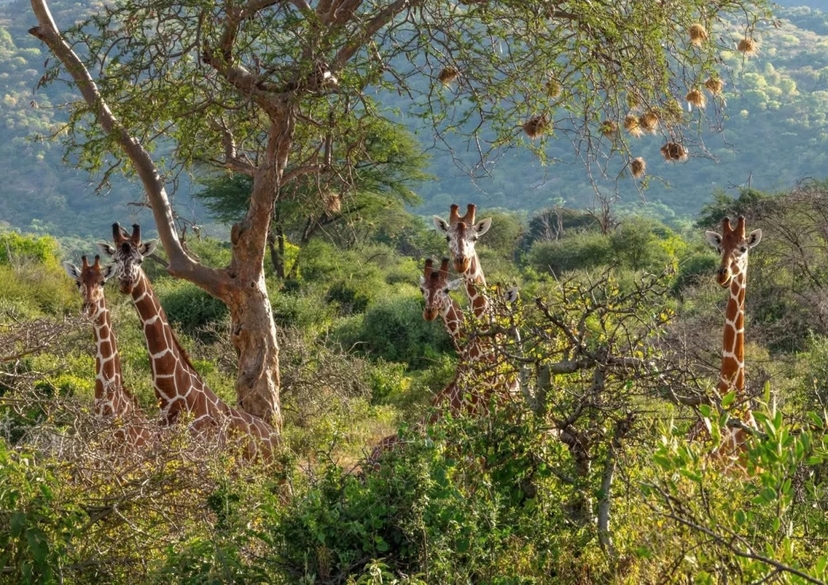 Wonders Of Kenya Safari 2