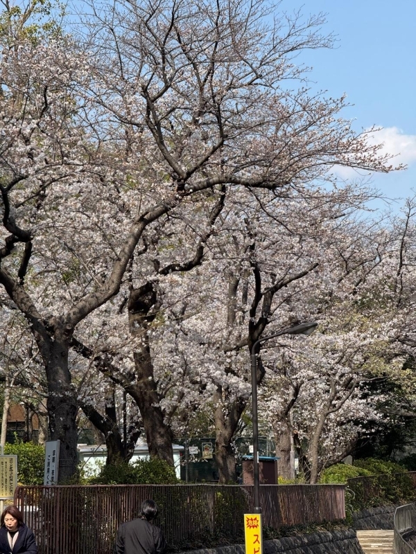 Japan Tour With Kyoto, Osaka, Hakone, Nara, Hiroshima and Miyajima 3