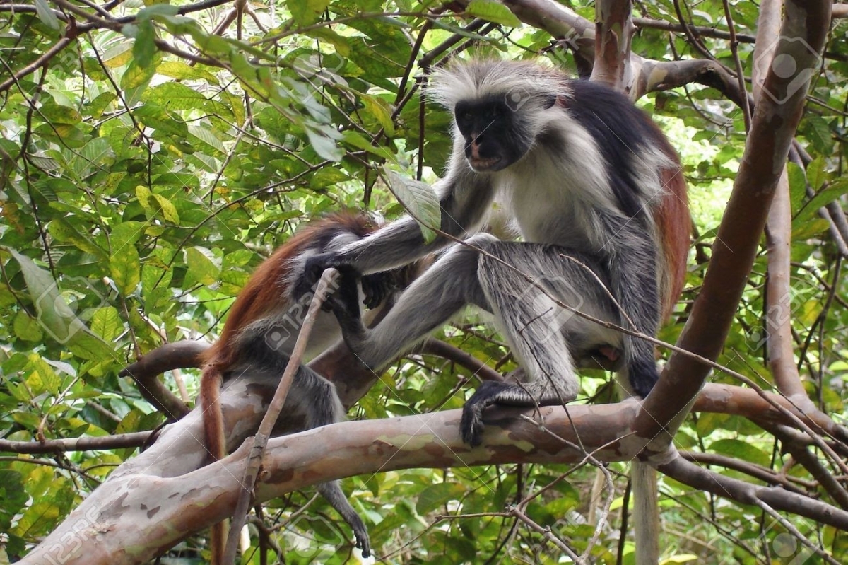 Jozani Forest Tour (Red Colobus Monkeys) 1