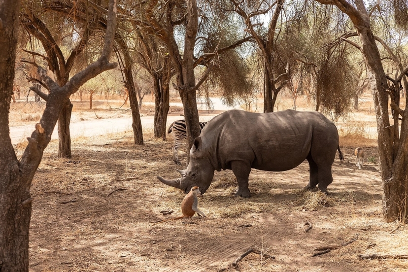 Classical Tour of Senegal – 4 Days 3