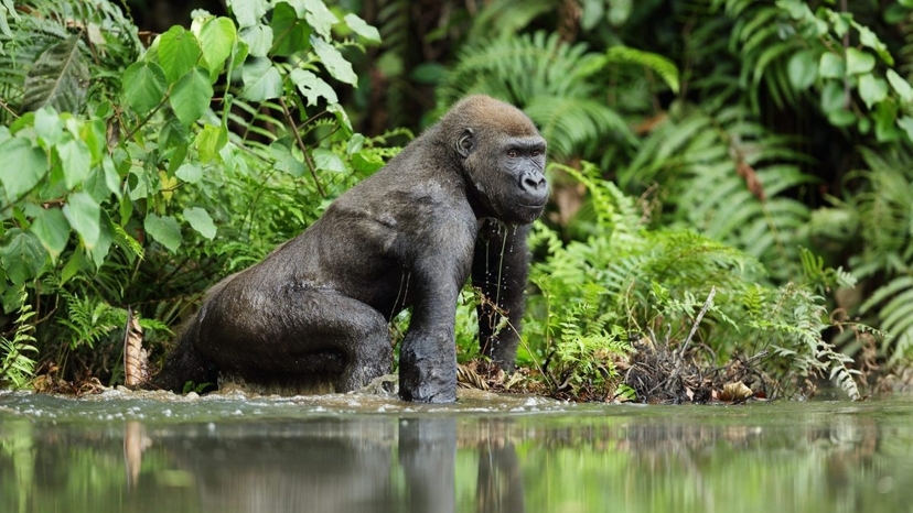 Gabon: Gorillas and More – 5 Days 3
