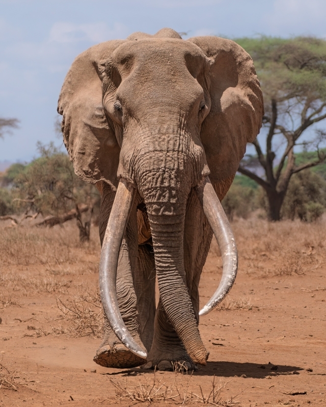 9-day Kenya–Tanzania safari itinerary