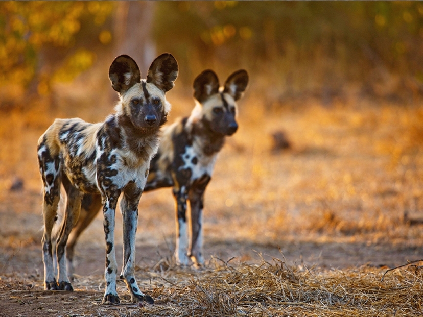 6-Day Small Group Safari, Only 4 Seats Left, Wild Escape 3