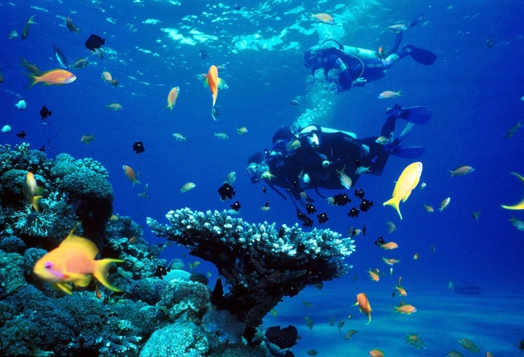 Daily Scuba Diving Tour from Selcuk