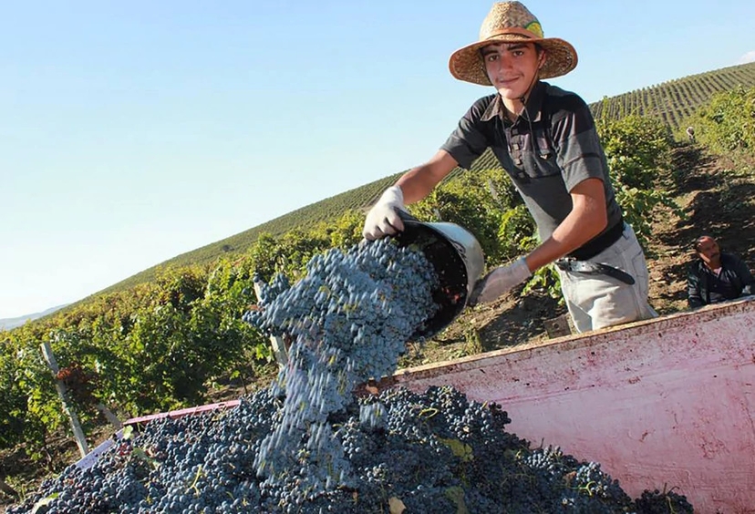 5 Days La Vie Est Belle & Azerbaijani Wines Tour 4
