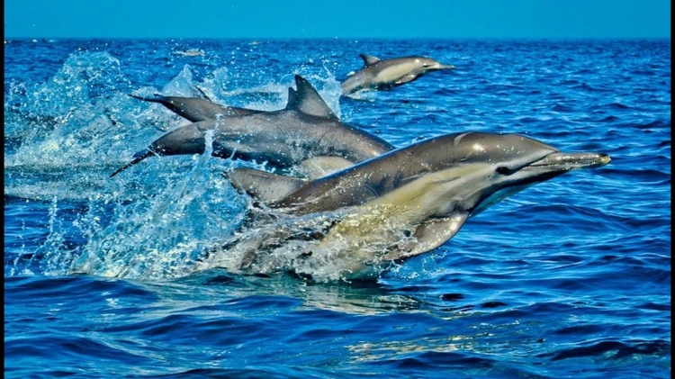 Wasini Dolphin Tour